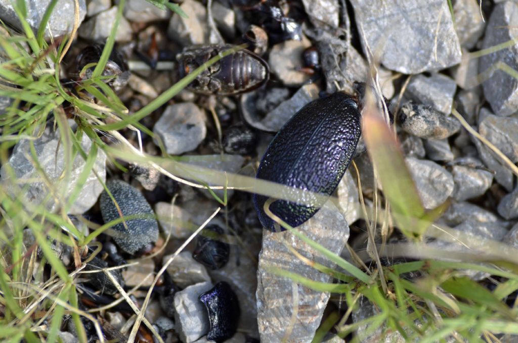 Elitre di Carabus intricatus? Più probabile di Carabus caelatus